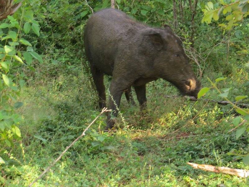 G (92) Wild boar - Yala NP.JPG